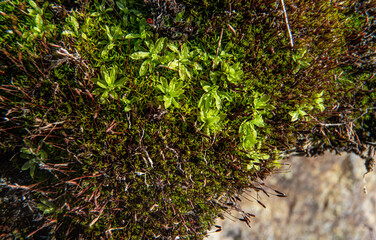 Fine green moss growing on a rock near river, closeup detail