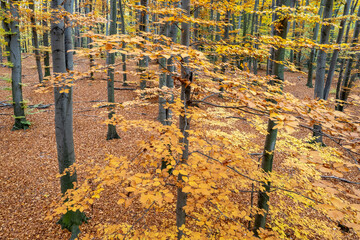 Top view of trees with grey trunks and yellow leaves