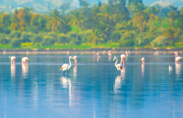 A flock of birds Pink flamingos walk along the blue coast. Romantic concept, gentle love background. Beautiful nature, the world of wild animals. Caribbean Sea.