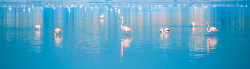 Een zwerm vogels Roze flamingo& 39 s lopen langs de blauwe kust. Romantisch concept, zachte liefdeachtergrond. Prachtige natuur, de wereld van wilde dieren. Caribische Zee.