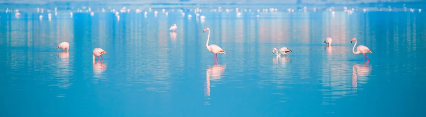 Gartenposter Romantischer Stil Ein Vogelschwarm Pinke Flamingos spazieren entlang der blauen Küste. Romantisches Konzept, sanfter Liebeshintergrund. Schöne Natur, die Welt der wilden Tiere. Karibisches Meer.