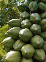 Green fruit. Papayuela is a typical fruit of hot climates. It is the main ingredient in many sweet dishes.