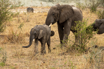 Fototapeta premium elephants in the savannah