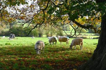 Obraz na płótnie Canvas Sheeps in a meadow on green grass