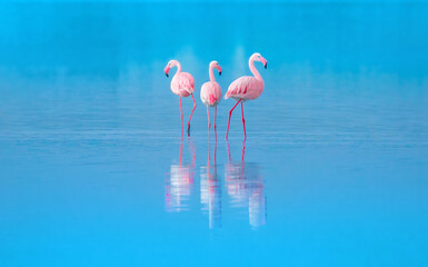 A flock of birds Pink flamingos walk along the blue coast. Romantic concept, gentle love...