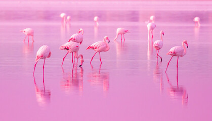 Birds Pink Flamingos Walk on the Lake at the Pink Sunset in Cyprus, Beautiful Romantic Concept with a Place for Text, Journey to the South, Love and the Pink Dream, Pink Lake