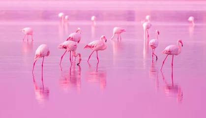 Foto auf Acrylglas Antireflex Birds Pink Flamingos Walk on the Lake at the Pink Sunset in Cyprus, Beautiful Romantic Concept with a Place for Text, Journey to the South, Love and the Pink Dream, Pink Lake © Vera