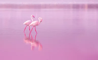 Gordijnen Birds Pink Flamingos Walk on the Lake at the Pink Sunset in Cyprus, Beautiful Romantic Concept with a Place for Text, Journey to the South, Love and the Pink Dream, Pink Lake © Vera