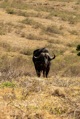 cape buffalo in the wild