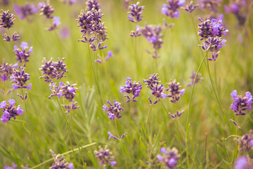 Close up of a lavender bush on the meadow, herbalism concept