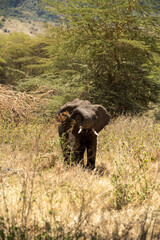 Elephant showing mouth
