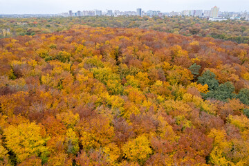 Bird's eye view from drone on colorful fall trees