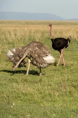 Foto op Plexiglas ostrich in the wild © Kory