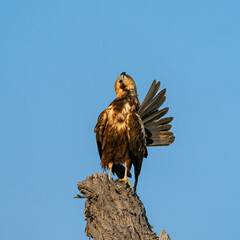 marsh harrier bird