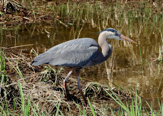 Great Blue Heron - picture No5