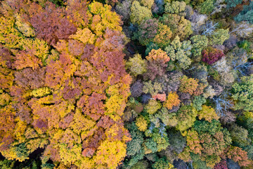 Drone view of colorful trees at autumn forest