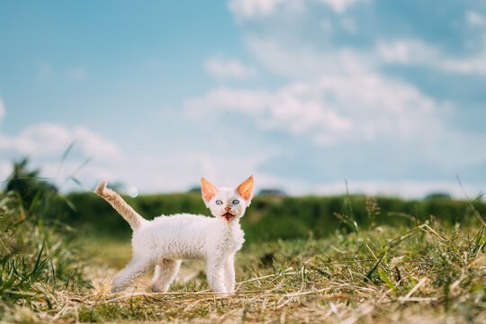 Sweet Devon Rex Cat Funny Curious Young White Devon Rex Kitten In Grass. Short-haired Cat Of English Breed. Very Small Lovely Pets Lovely Cats