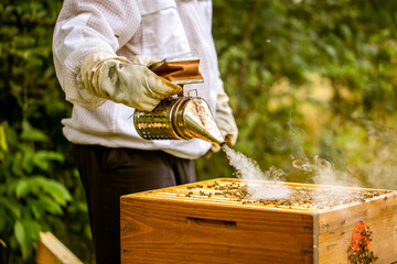 Bee smoker with beekeeper working in his apiary on a bee farm, beekeeping concept