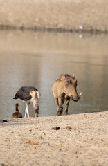 Warthog and stork in Africa
