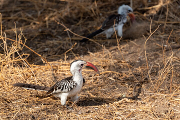 bird in the wild