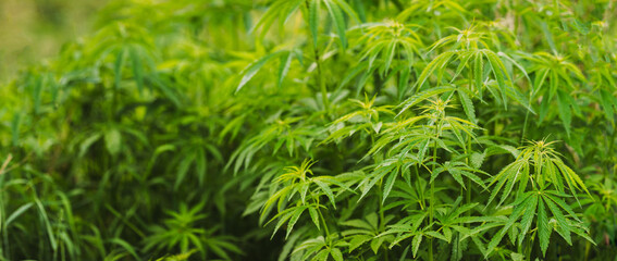 Legal Green Marijuana Cannabis Leaves Growing At Farm In Summer Day, Beautiful Cannabis Background. Cultivation Background. Marijuana Cultivation Green Lush Background Of Leaves. Young Cannabis Plant