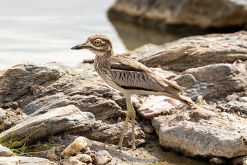 Bird on a rock in Africa