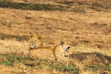 Male and female lion