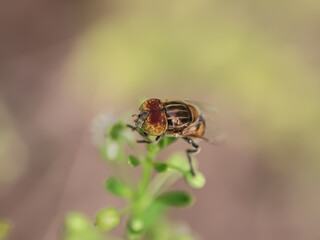 bee on a yellow flower