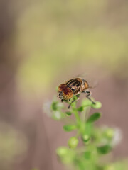 bug on a leaf