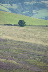 A lone tree stands on a hedgerow dividing moorland and farmland, Peak District , Derbyshire, UK
