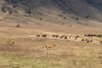 Fototapeta na wymiar Lion walking with herd in background