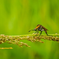fly on leaf