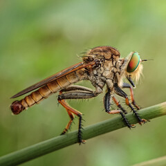 fly on leaf