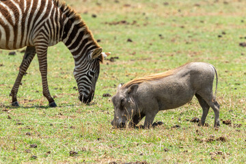 zebra and warthog in the wild