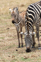 zebra eating grass