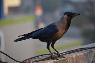 blackbird on a fence, crow close look HD