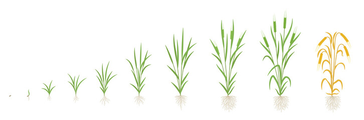 Barley growth stages. Multiple stems. Harvest progression. Plant ripening period development. Vector illustration.