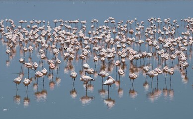 flock of flamingos