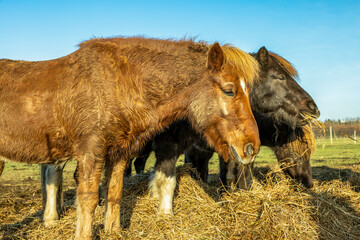 Pferde auf der Koppel