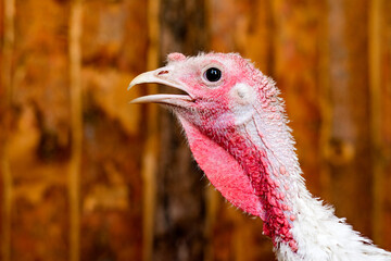 Photo of a young female white turkey in close-up against the background of a wooden barn. 