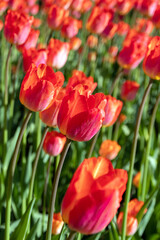 Red tulips in sunlight. Spring postcard for congratulations. Blurred background. Selective focus.