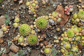 Houseleeks common name liveforever is succulent perennials 