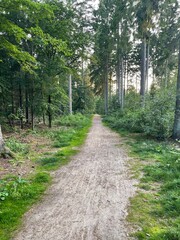 path in the woods