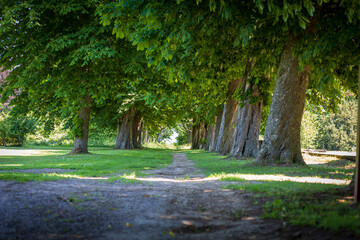 A walking path in a park with trees and a lawn in it