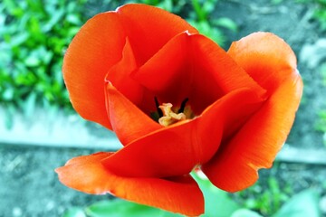 red tulip in the garden