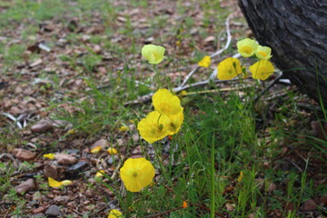 Papaver nudicaule, the Iceland poppy, is a boreal flowering plant