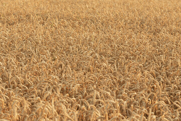 A field of young golden rye or wheat at sunset or sunrise. Texture. Background.