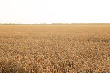 Summer landscape at sunset or sunrise with a field with young golden rye or wheat against a white sky background.