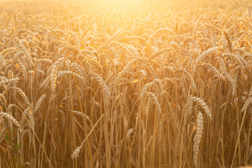 A field of young golden rye or wheat at sunset or sunrise against a white sky background. Close-up.