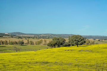 Cork trees in an autumn landscape